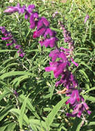 Imagem de Salvia leucantha Cav.