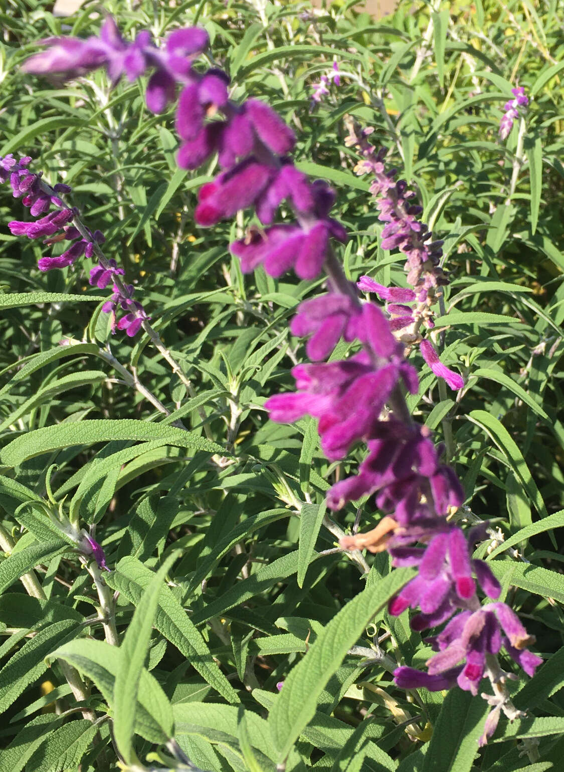 Imagem de Salvia leucantha Cav.