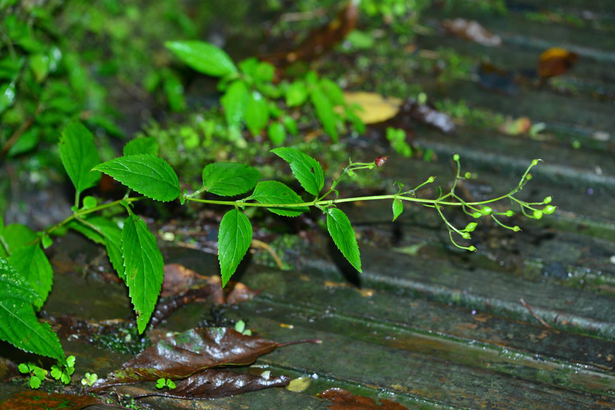 Image de Scrophularia yoshimurae T. Yamaz.