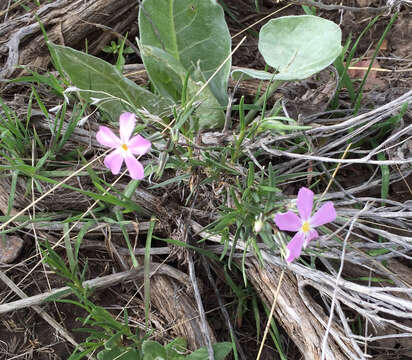 Image of longleaf phlox