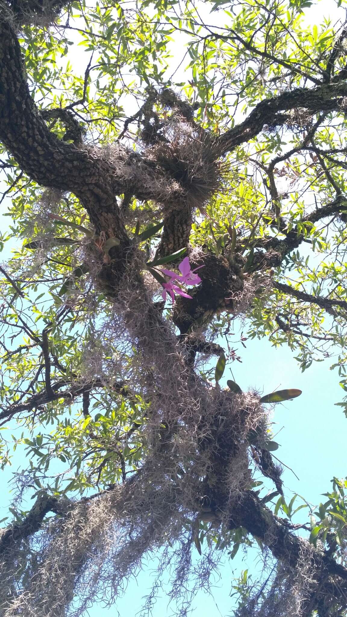 Image of Laelia speciosa (Kunth) Schltr.