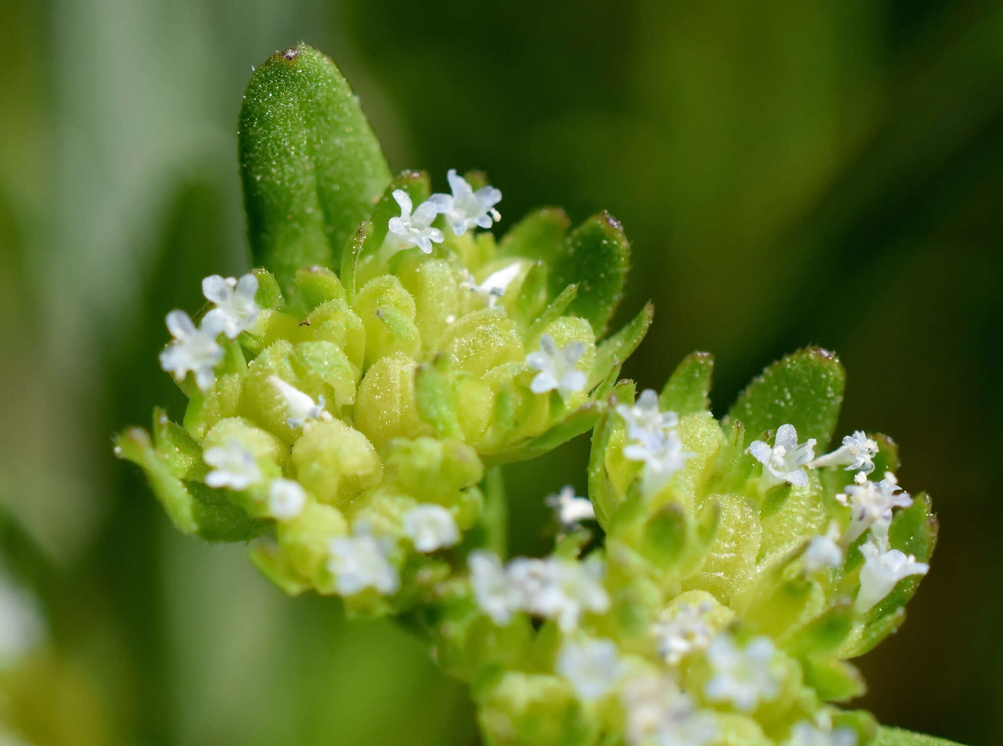 Image of European cornsalad