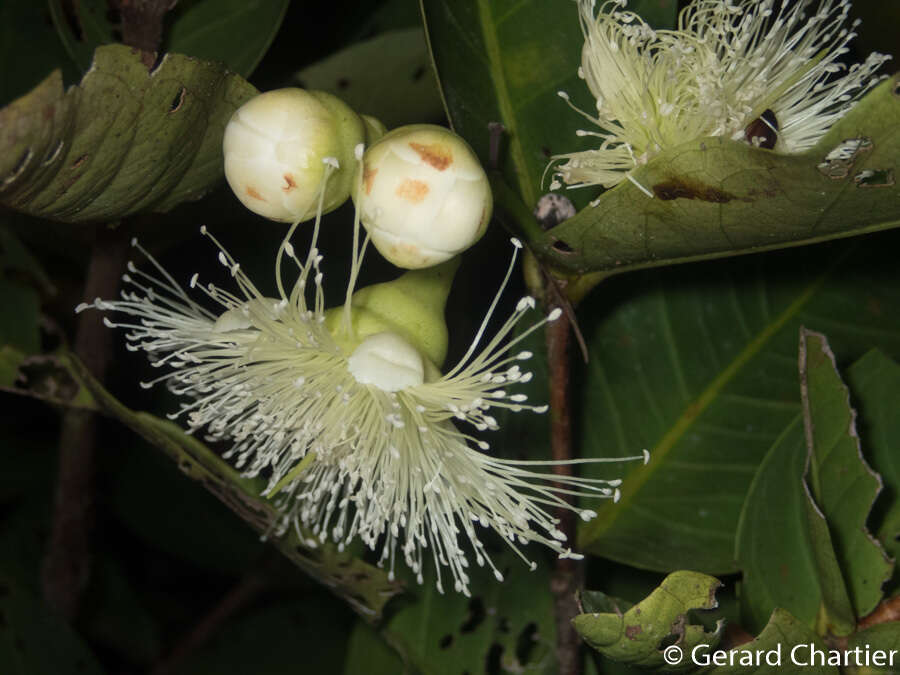 Image de Syzygium aqueum (Burm. fil.) Alst.