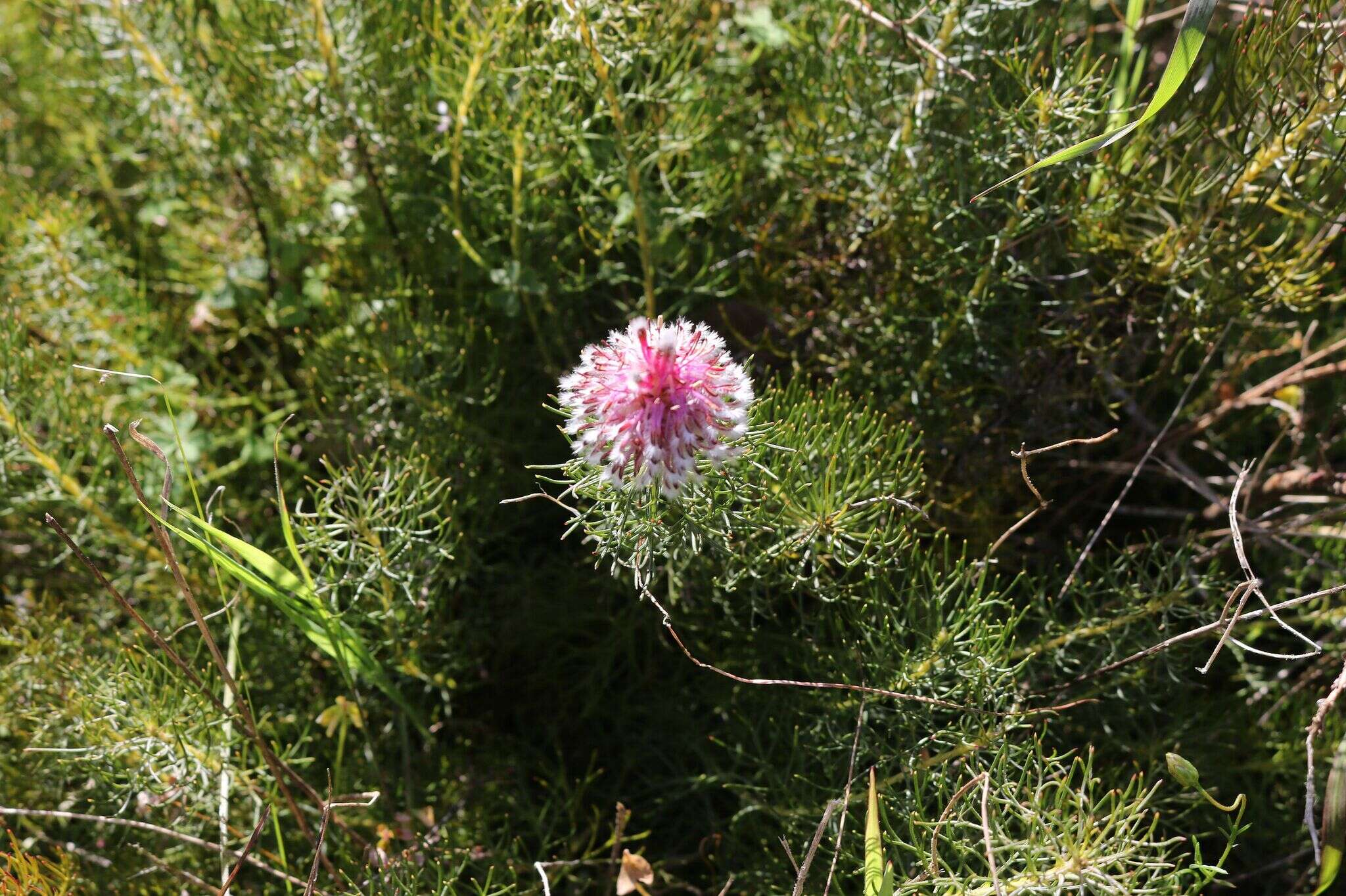 Plancia ëd Serruria cyanoides (L.) R. Br