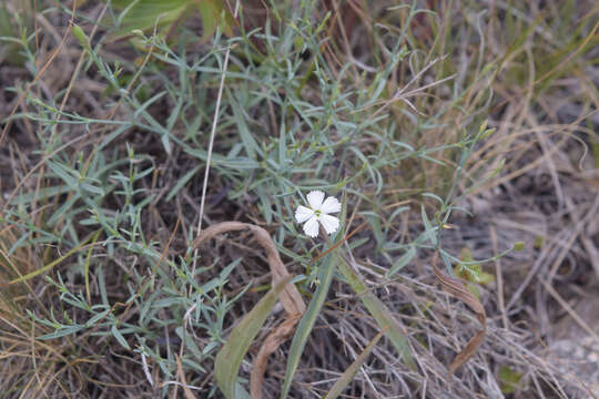 Image of Dianthus ramosissimus Pall. ex Poir.