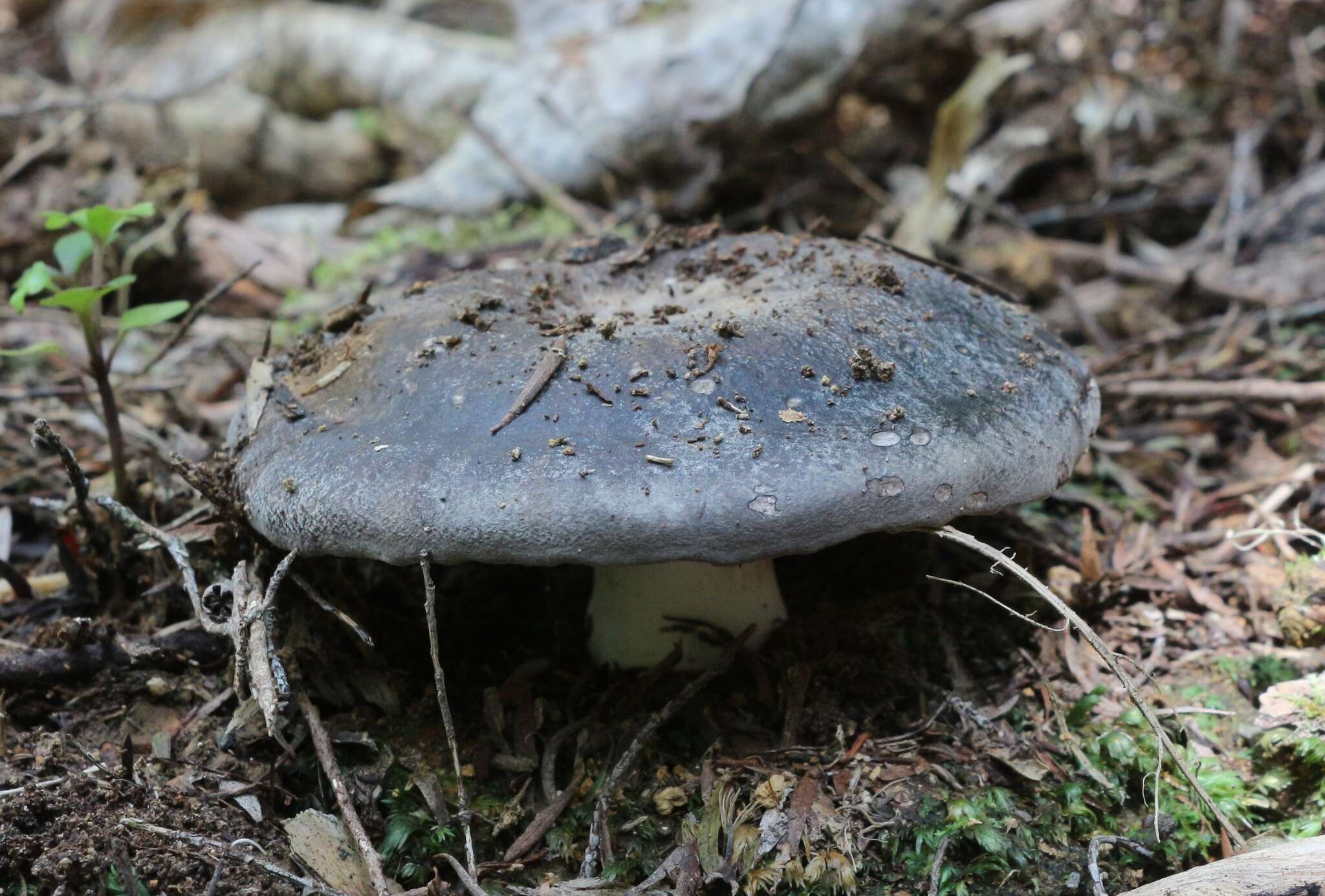 Plancia ëd Russula inquinata McNabb 1973