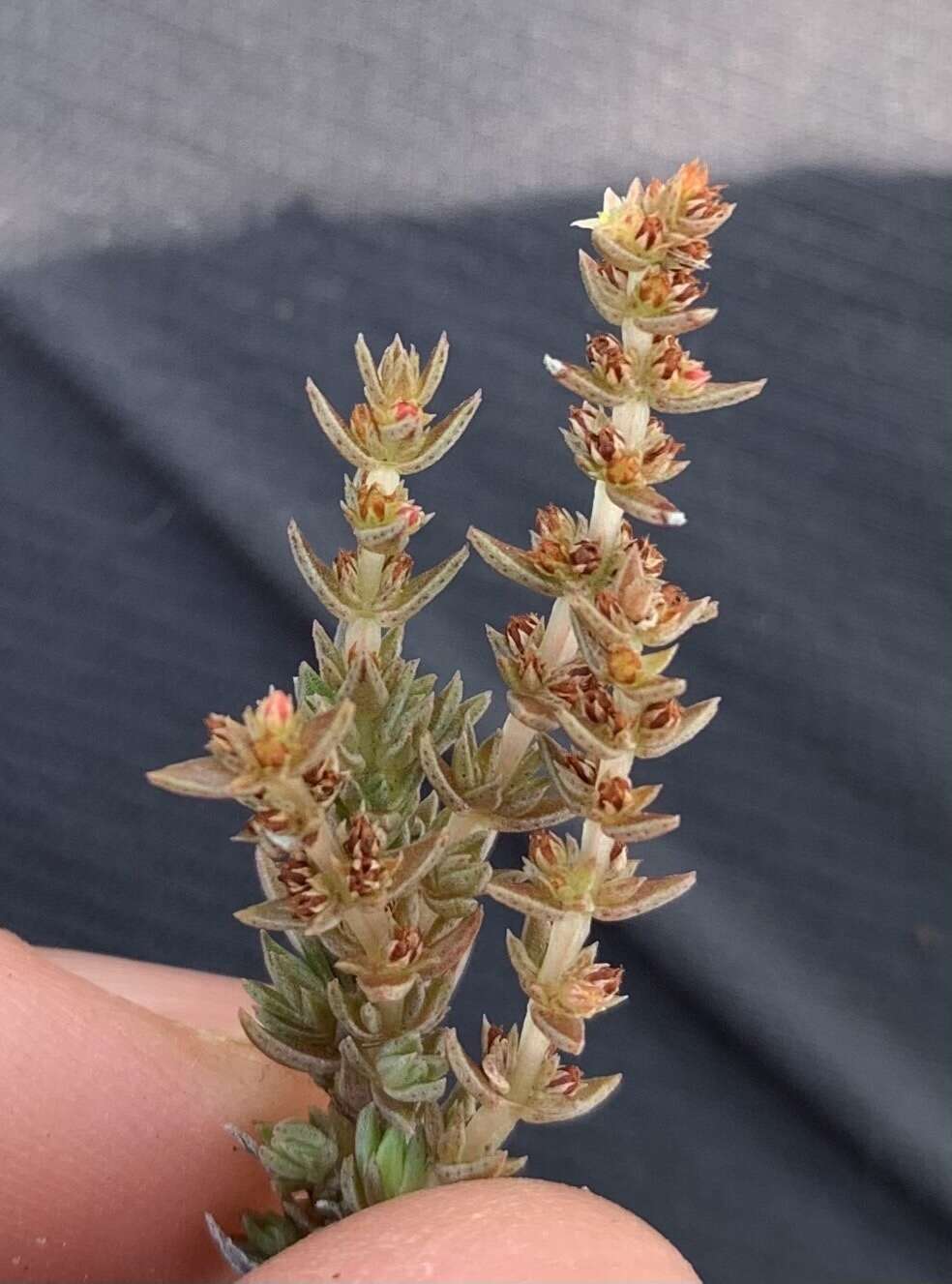 Слика од Crassula lanceolata subsp. lanceolata