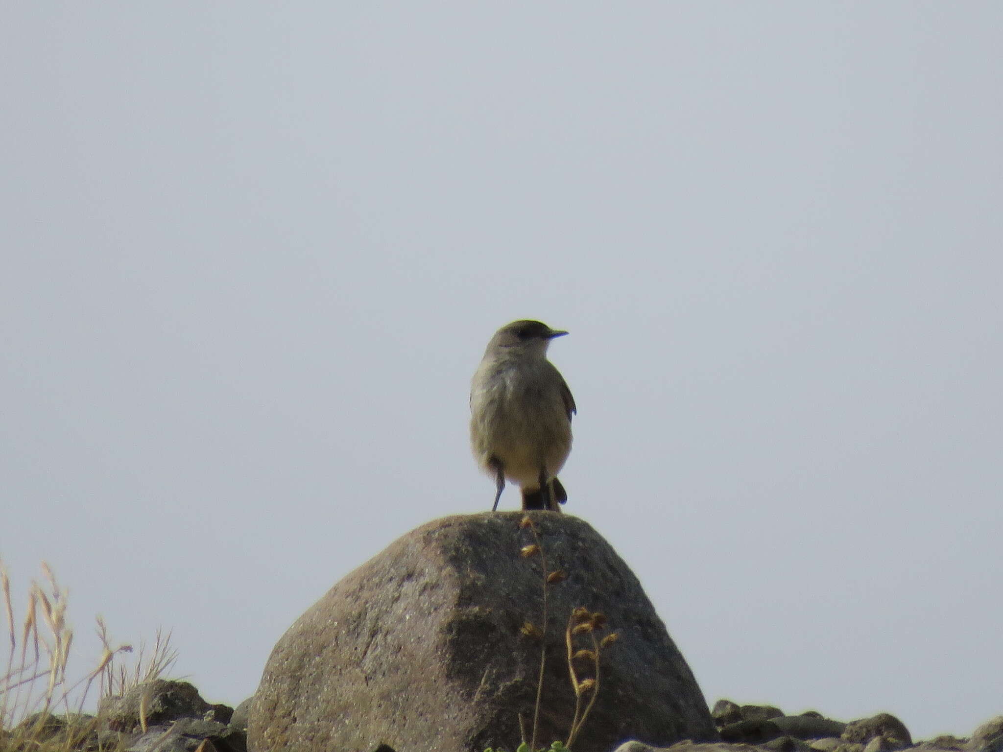 Muscisaxicola capistratus (Burmeister 1860) resmi