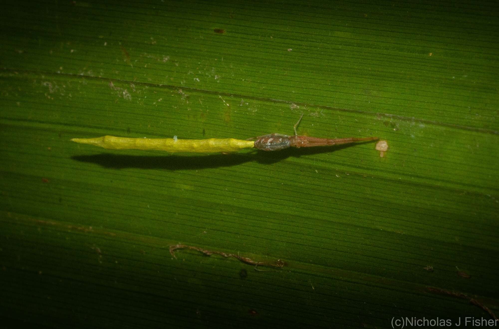 Image of Miagrammopes flavus (Wunderlich 1976)