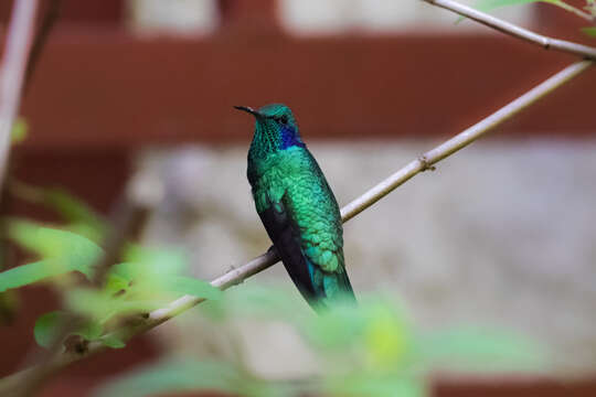 Imagem de Colibri cyanotus (Bourcier 1843)