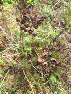 Image of Hypericum foliosum Dryand. ex Ait.