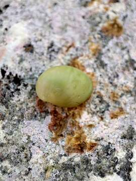 Image of emerald nerite