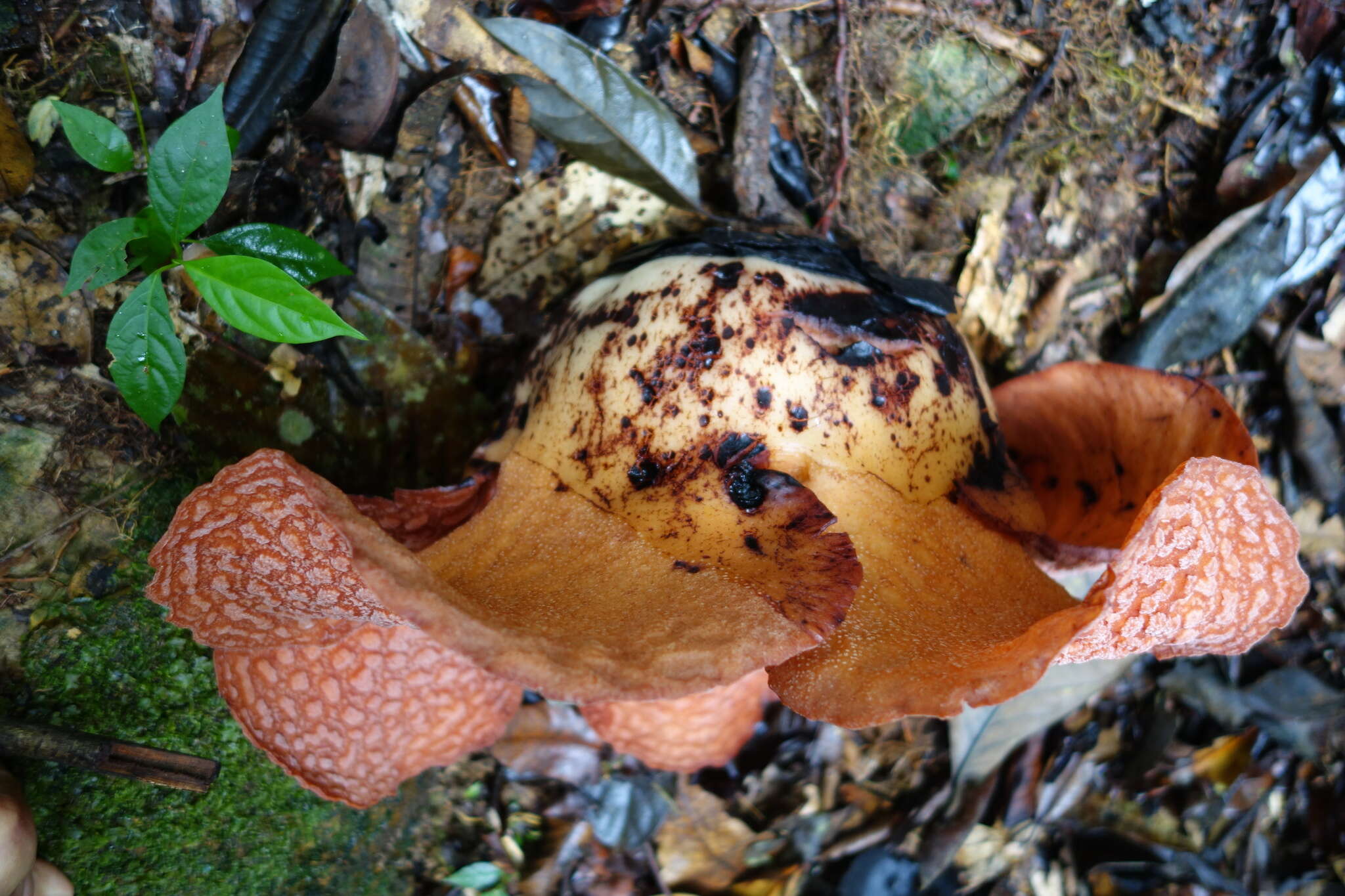 Image of Rafflesia micropylora W. Meijer