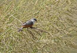 Image of Marsh Seedeater