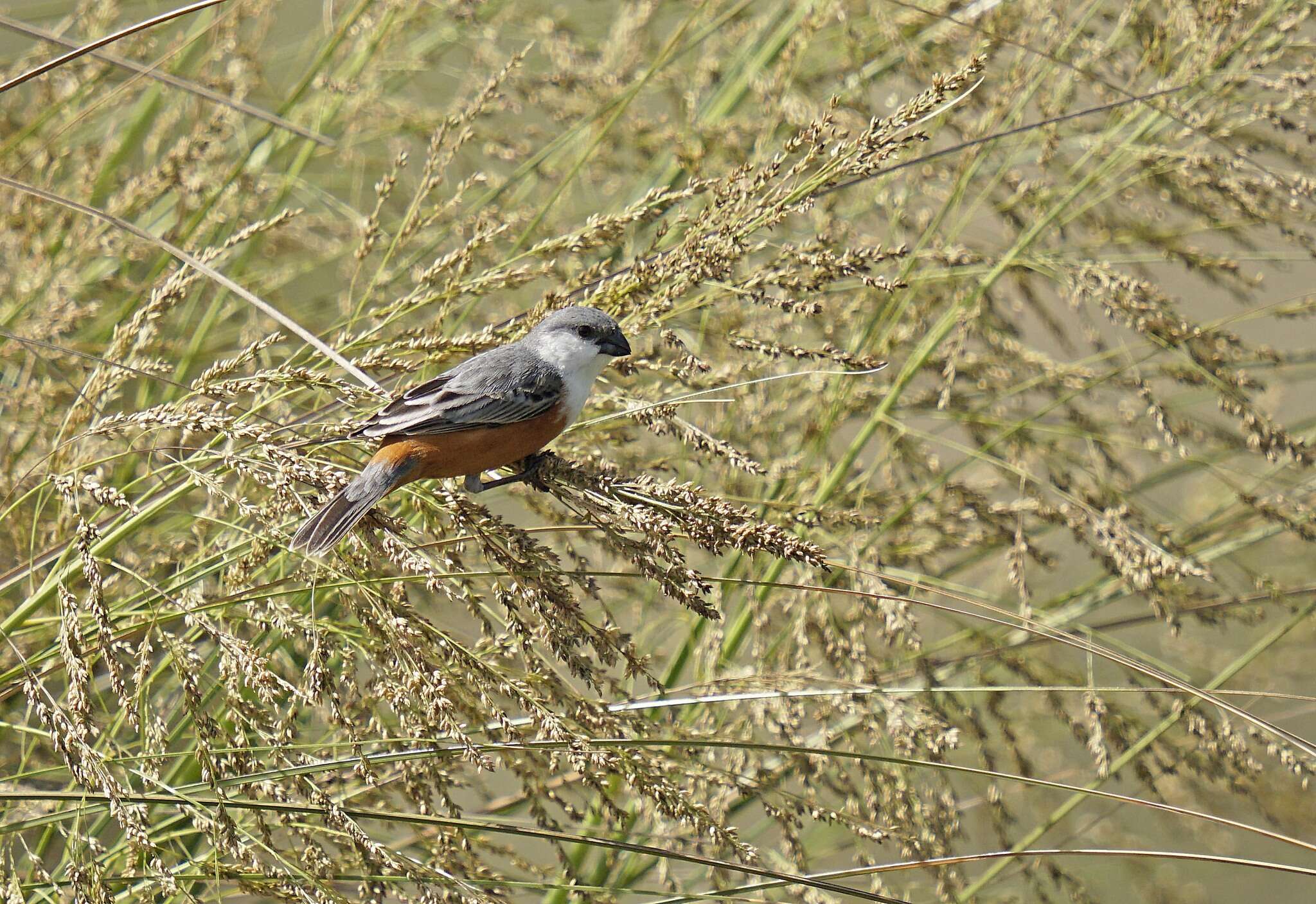 Image of Marsh Seedeater