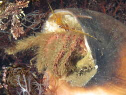 Image of furry hermit crab