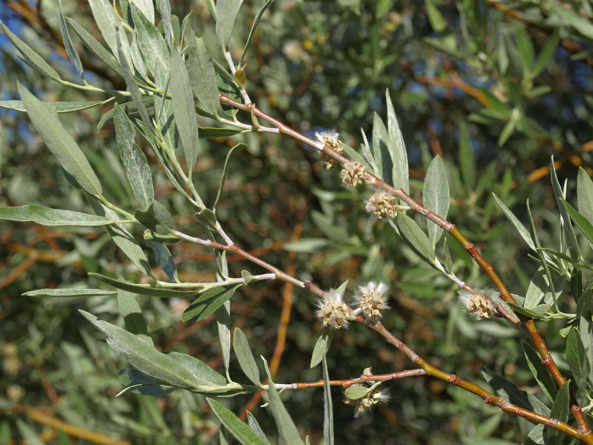 Sivun Salix geyeriana Anderss. kuva