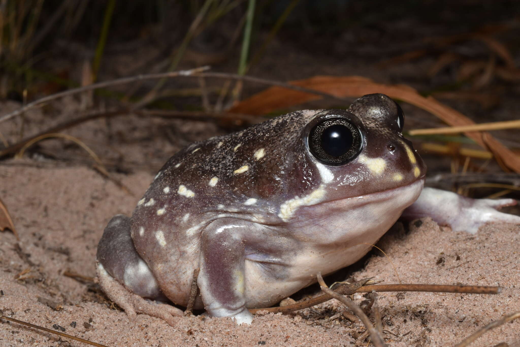 Image of Western Spotted Frog