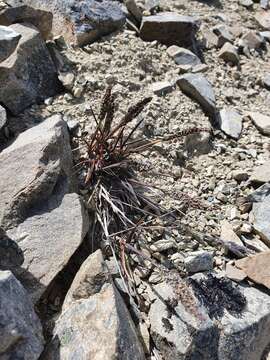 Image of Poa buchananii Zotov