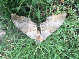 Image of Western Poplar Sphinx