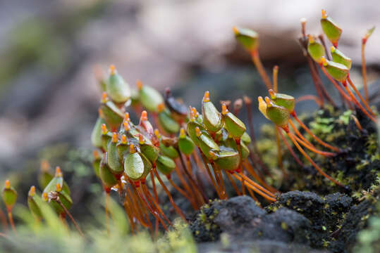 Image of buxbaumia moss