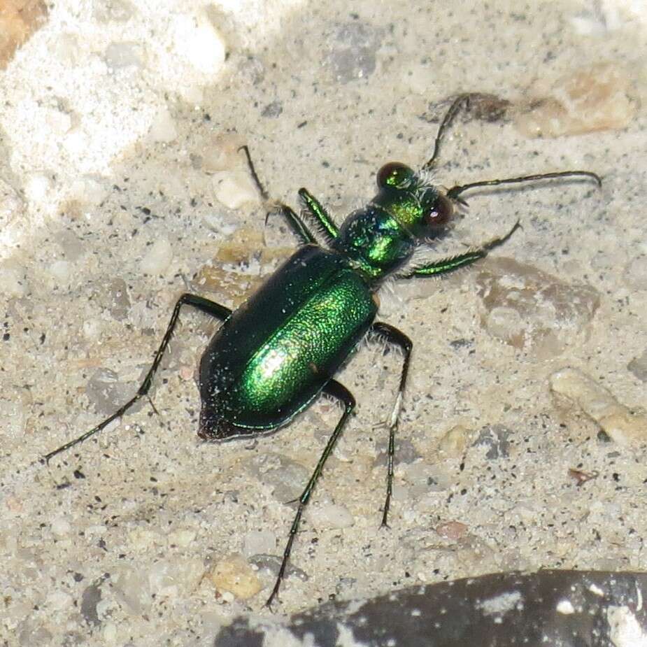 Image de Cicindela (Cicindela) pimeriana Le Conte 1867