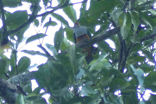 Image of Beautiful Fruit Dove