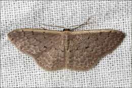 صورة Idaea costaria Walker 1863