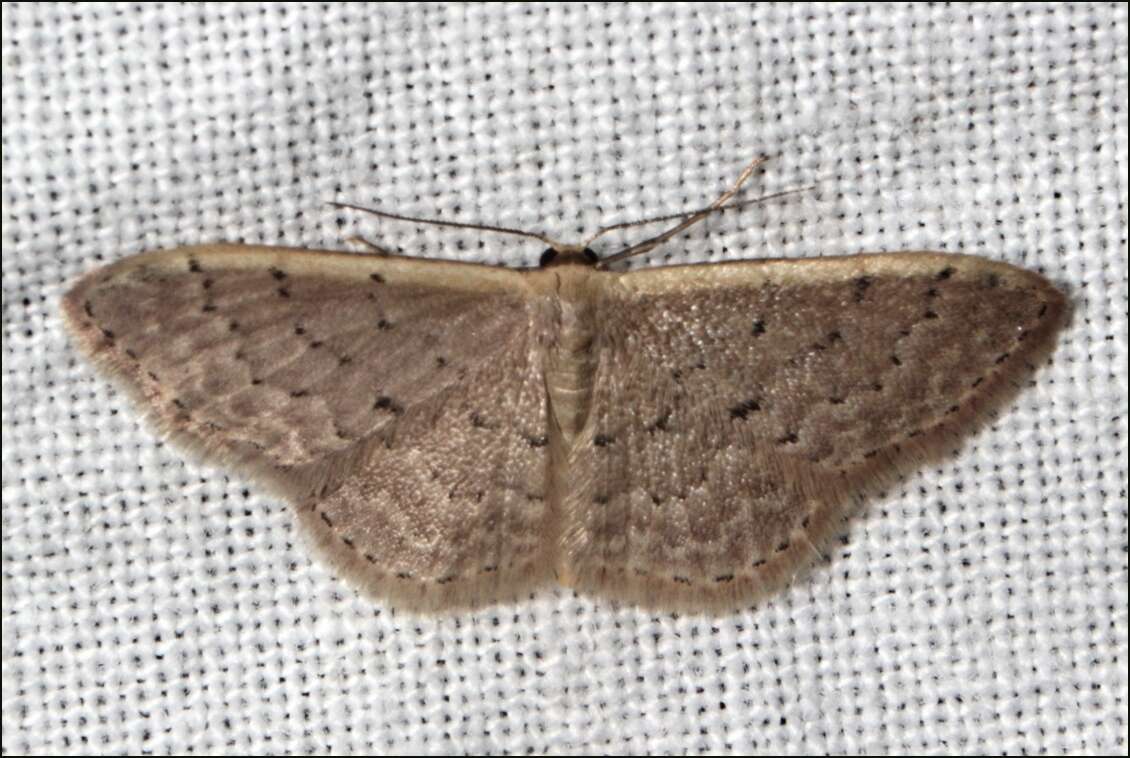 Image of Idaea costaria Walker 1863