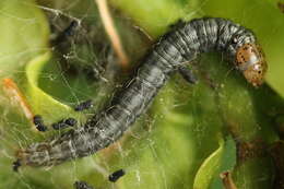 Acrobasis consociella Hübner resmi