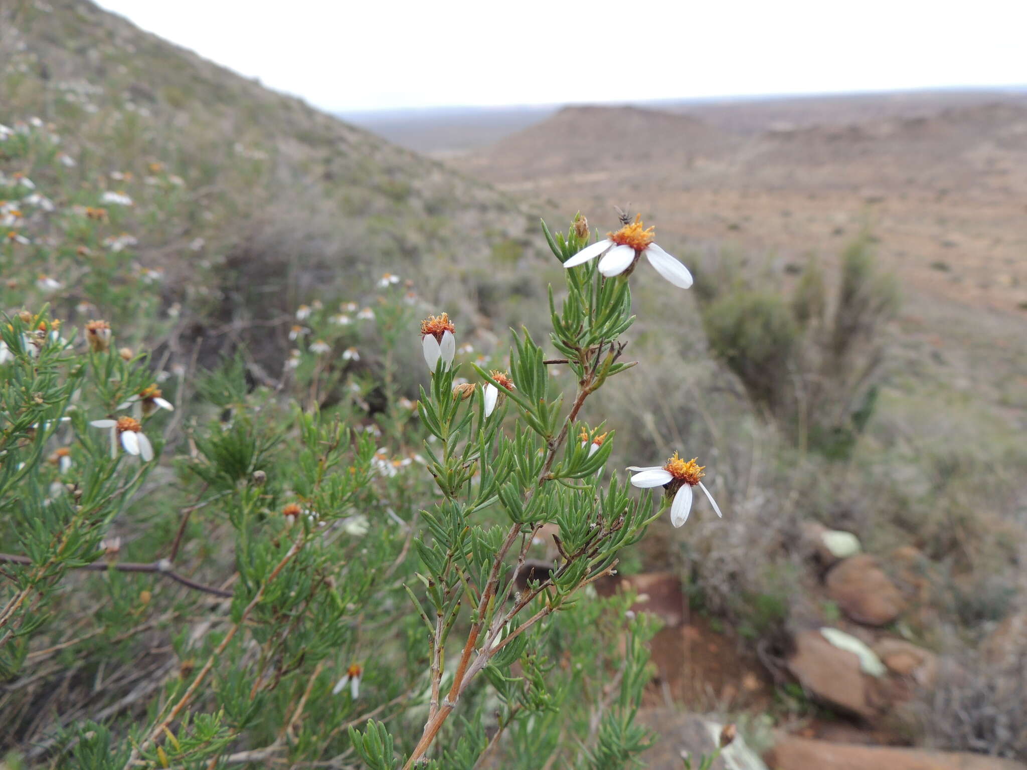 Image of Phymaspermum parvifolium (DC.) Benth. & Hook. fil.