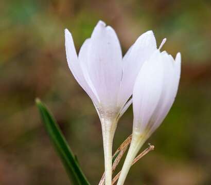 Image of Colchicum hungaricum Janka