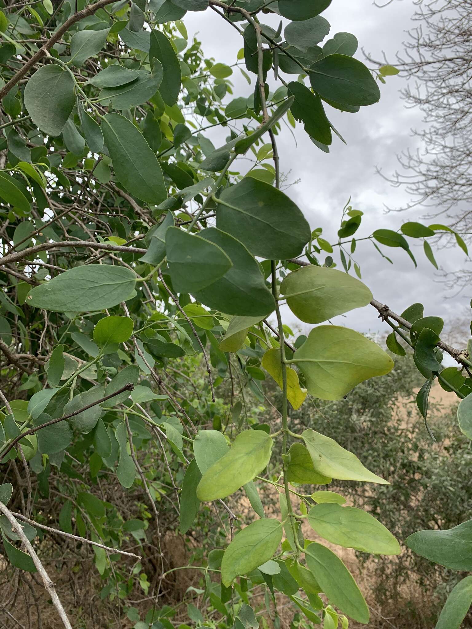 Image of Mustard-tree