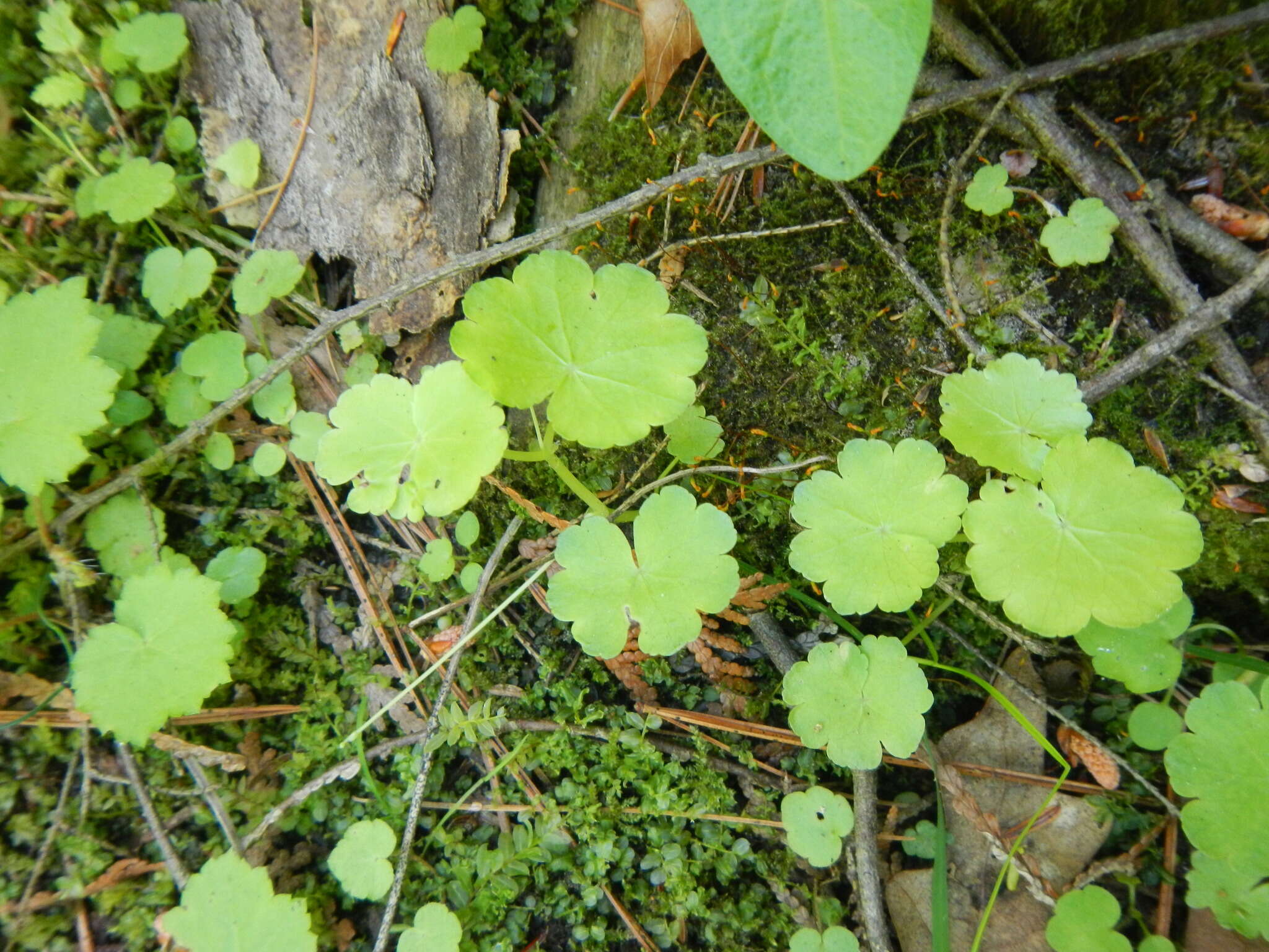 Image de Hydrocotyle americana L.