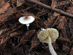 Image of Lepiota rubrotinctoides Murrill 1912