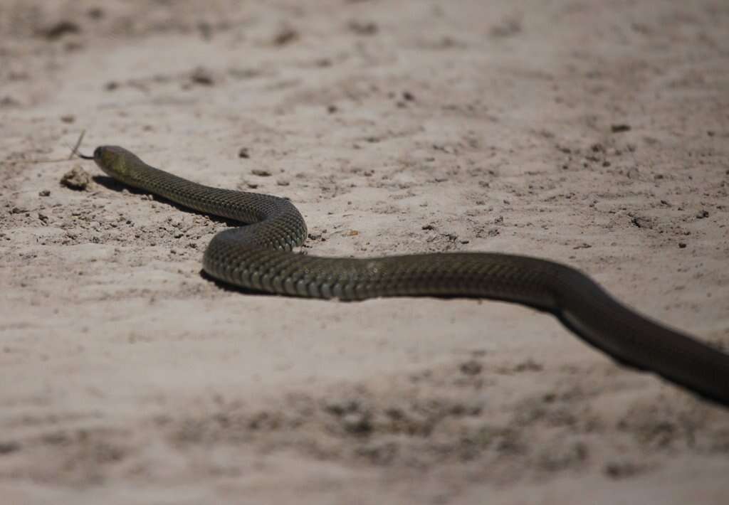 Philodryas patagoniensis (Girard 1858) resmi