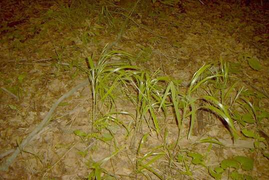 Image of Nottoway Valley brome