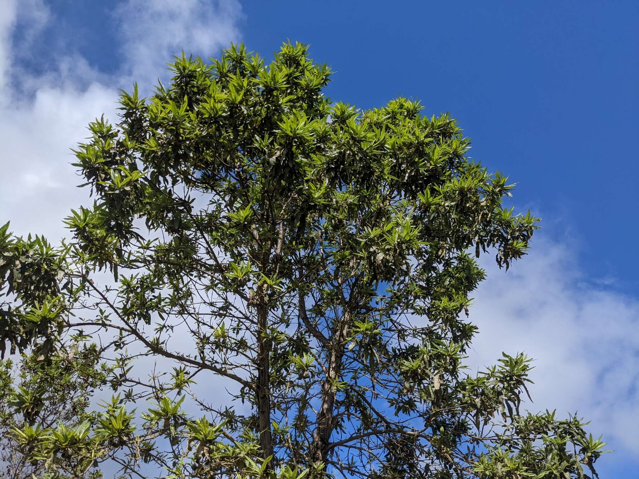 Image of Catalina ironwood