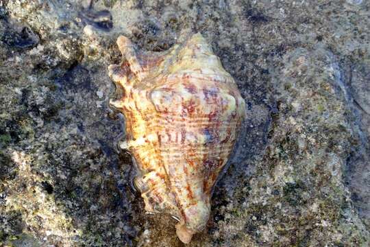 Image of spider conch