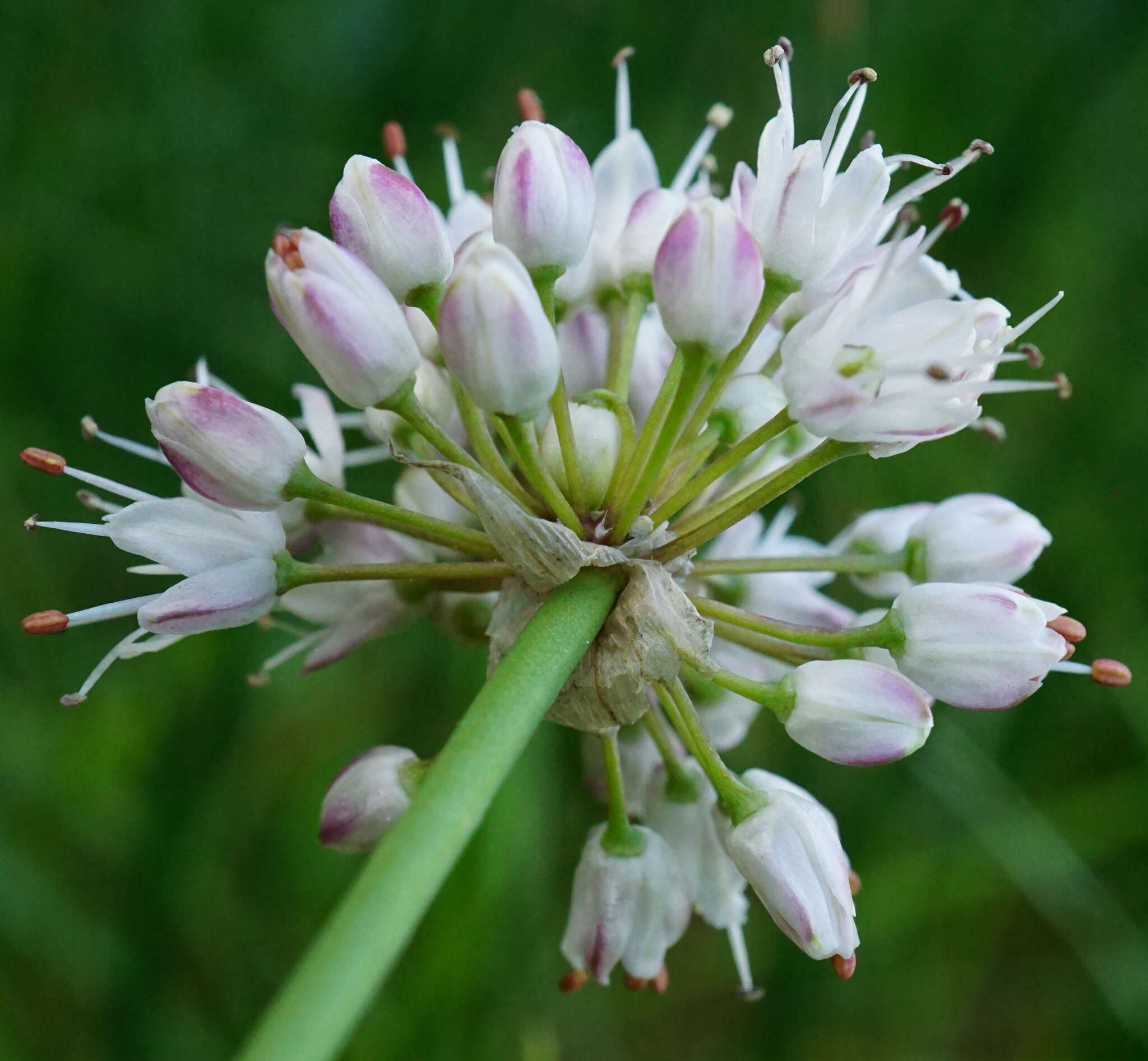 Слика од Allium suaveolens Jacq.