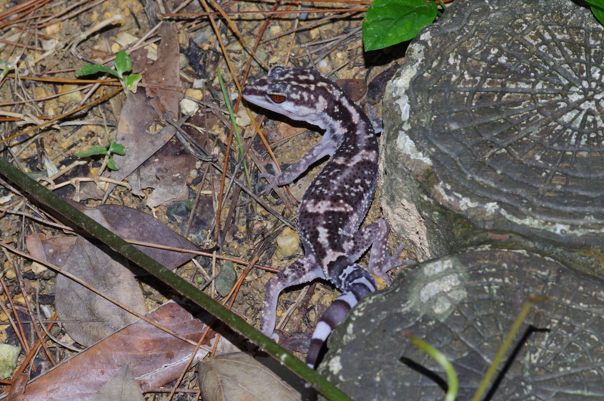 Image of Kuroiwa's Ground Gecko