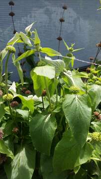 Image of Phlomis russeliana (Sims) Lag. ex Benth.