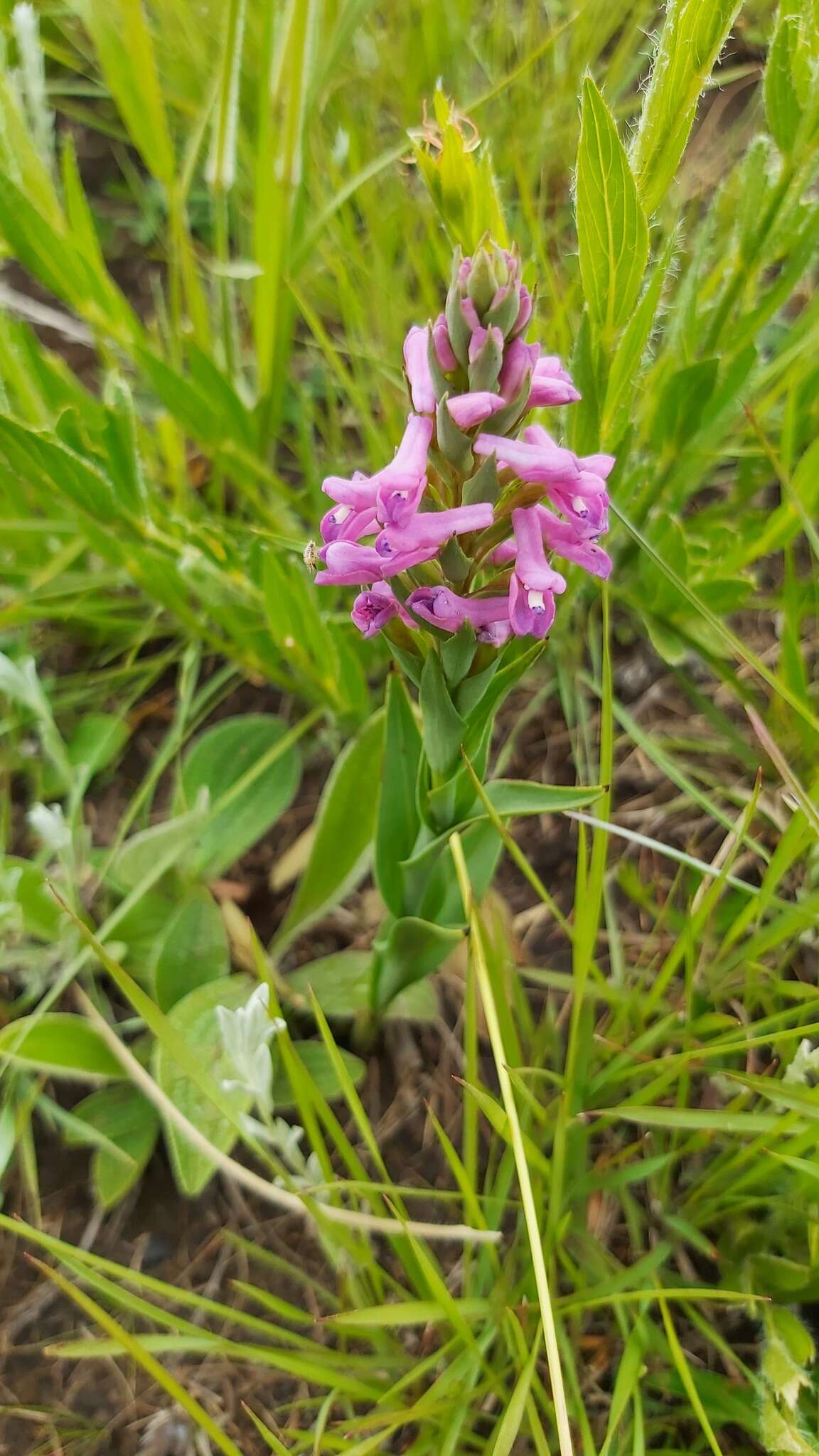 Image of Disa stachyoides Rchb. fil.