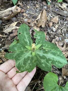 Image of mottled wakerobin