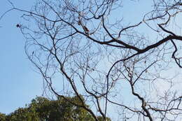 Image of Chinese elm