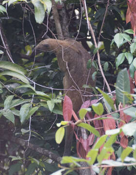 Image of Southern Tamandua