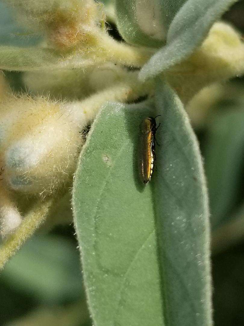 Imagem de Agrilus lacustris Le Conte 1860