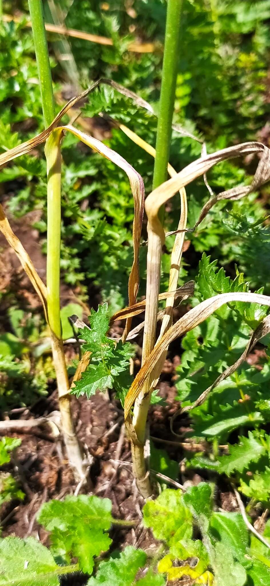 Image of sand leek