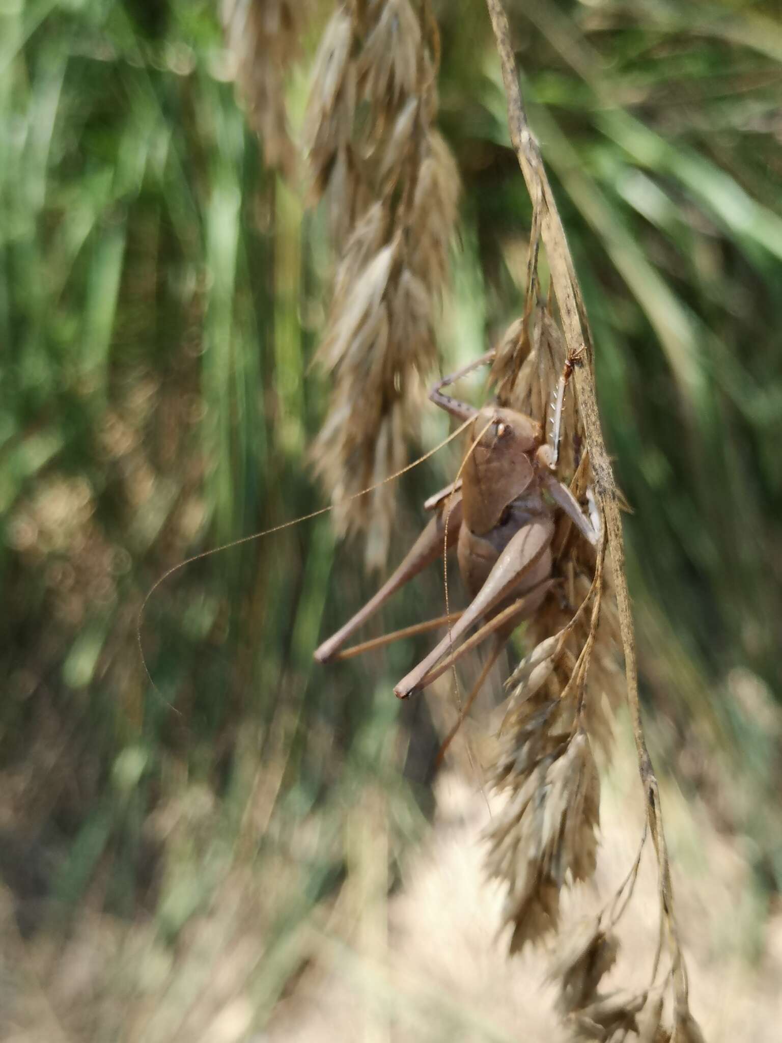 Image of Thyreonotus corsicus Rambur 1838