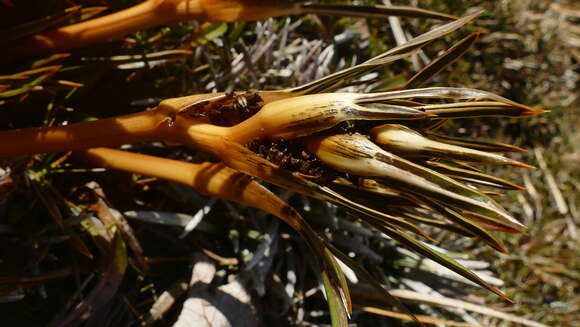 Image de Aciphylla traillii T. Kirk